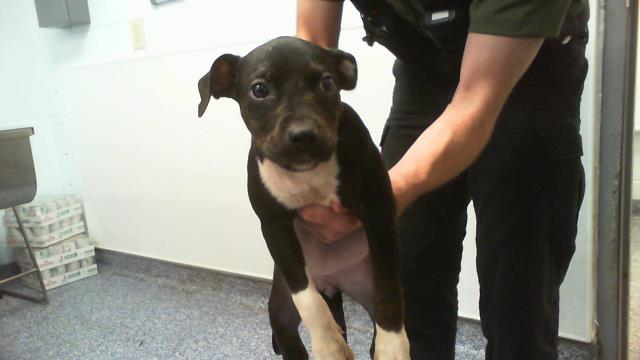 Shelter Stray Female Dog last seen HUNTERSVILLE, 8315 Byrum Dr, Charlotte, NC 28217, USA