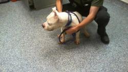 Shelter Stray Male Dog last seen HUNTERSVILLE, 8315 Byrum Dr, Charlotte, NC 28217, USA