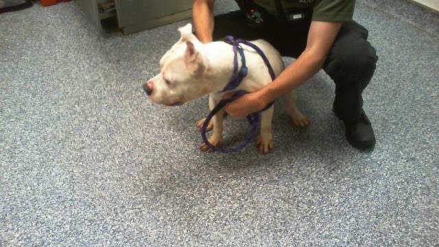 Shelter Stray Male Dog last seen HUNTERSVILLE, 8315 Byrum Dr, Charlotte, NC 28217, USA