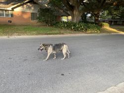 Found/Stray Female Dog last seen Jeanne st, Lafayette, LA 70506