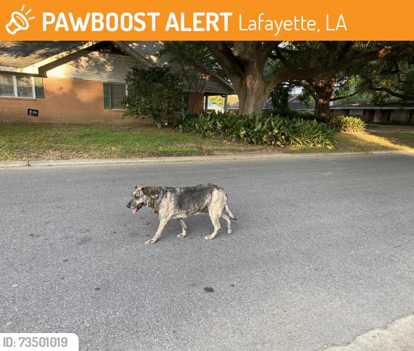 Found/Stray Female Dog last seen Jeanne st, Lafayette, LA 70506