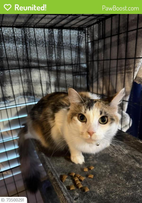 Reunited Female Cat last seen Tesoro hills street, San Antonio, TX 78242