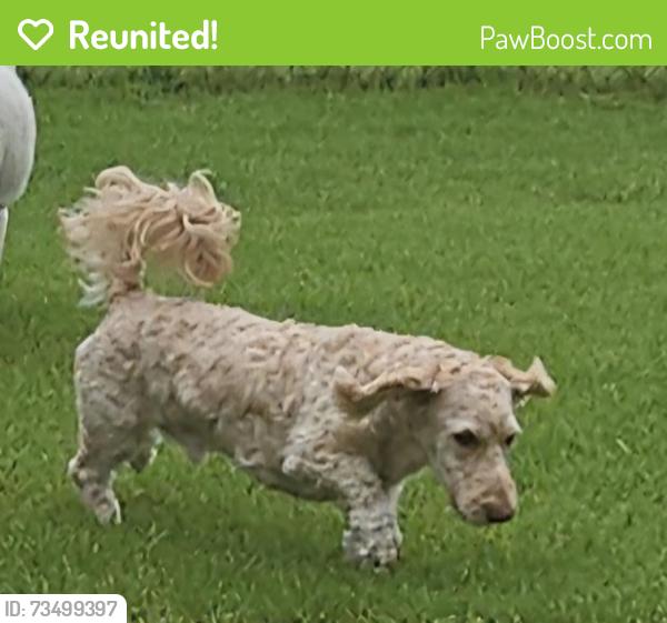 Reunited Male Dog last seen Old Mill Rd, Castle Hayne, NC 28429