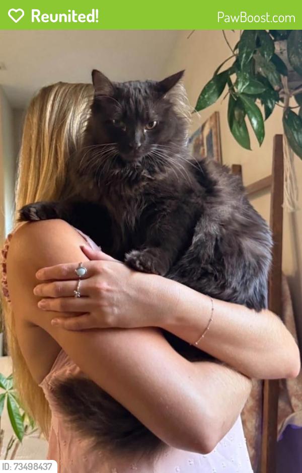 Reunited Male Cat last seen Near Honeylocust St, Bel Aire, KS 67226, USA, Bel Aire, KS 67226