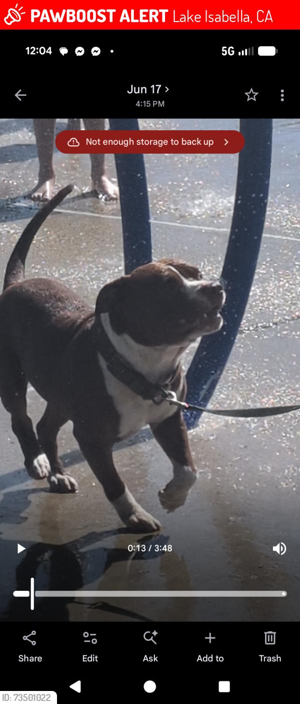 Lost Male Dog last seen Curran and markus, Lake Isabella, CA 93240