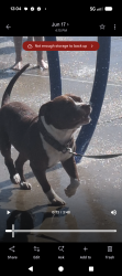 Lost Male Dog last seen Curran and markus, Lake Isabella, CA 93240