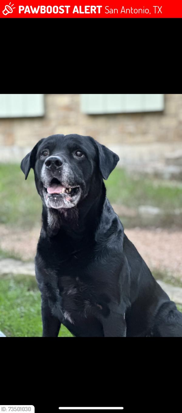 Lost Male Dog last seen Clyde Dent Dr, San Antonio, TX 78250