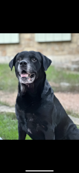 Lost Male Dog last seen Clyde Dent Dr, San Antonio, TX 78250