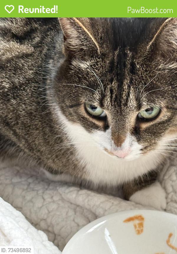 Reunited Female Cat last seen Near Kathleen Drive, McKees Rocks, PA 15136, McKees Rocks, PA 15136