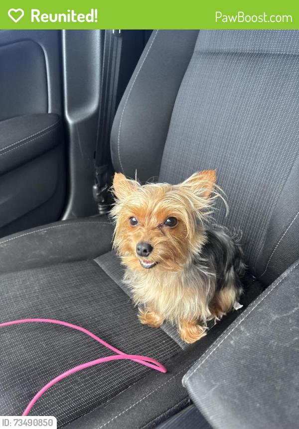 Reunited Male Dog last seen savona and alcantarra, Port St. Lucie, FL 34953