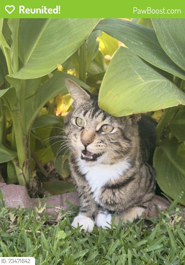 Reunited Male Cat last seen Lincoln & east, Anaheim, CA 92805