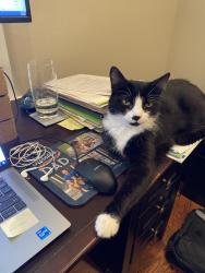 Lost Male Cat last seen Key boulevard, Arlington, VA 22201