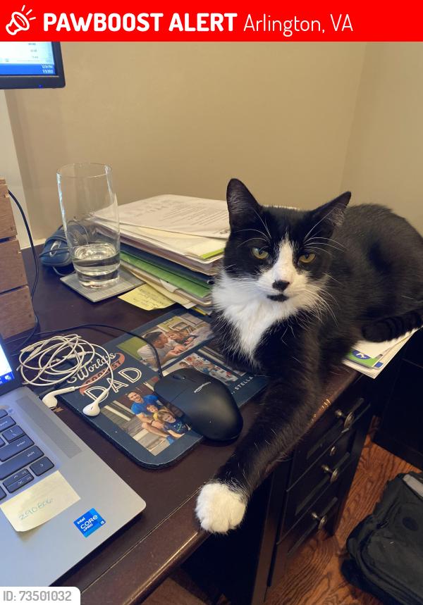 Lost Male Cat last seen Key boulevard, Arlington, VA 22201