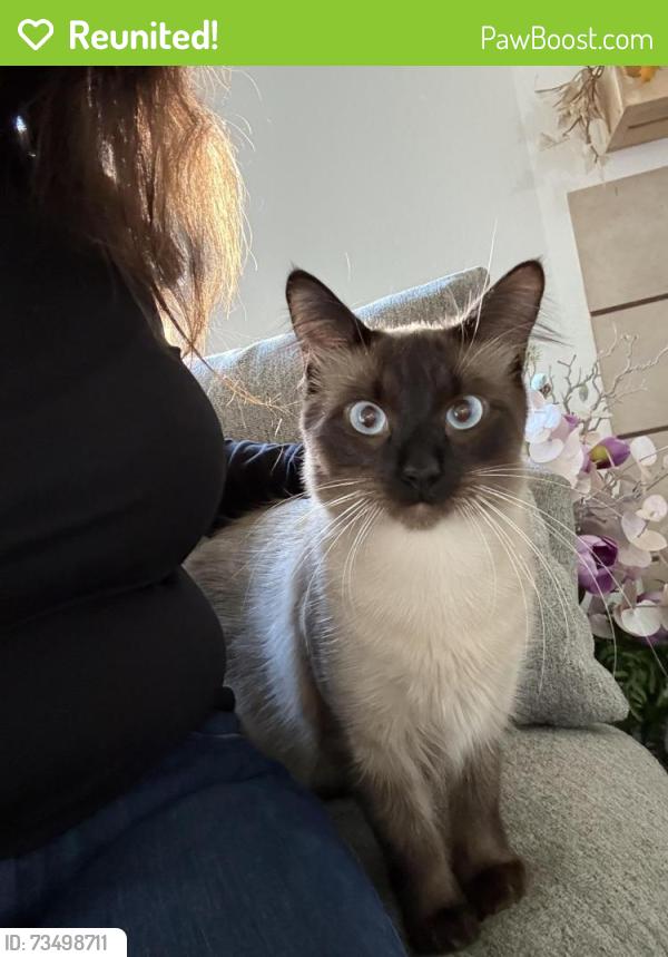 Reunited Male Cat last seen Norwood and grand Ave, Sacramento, CA 95838