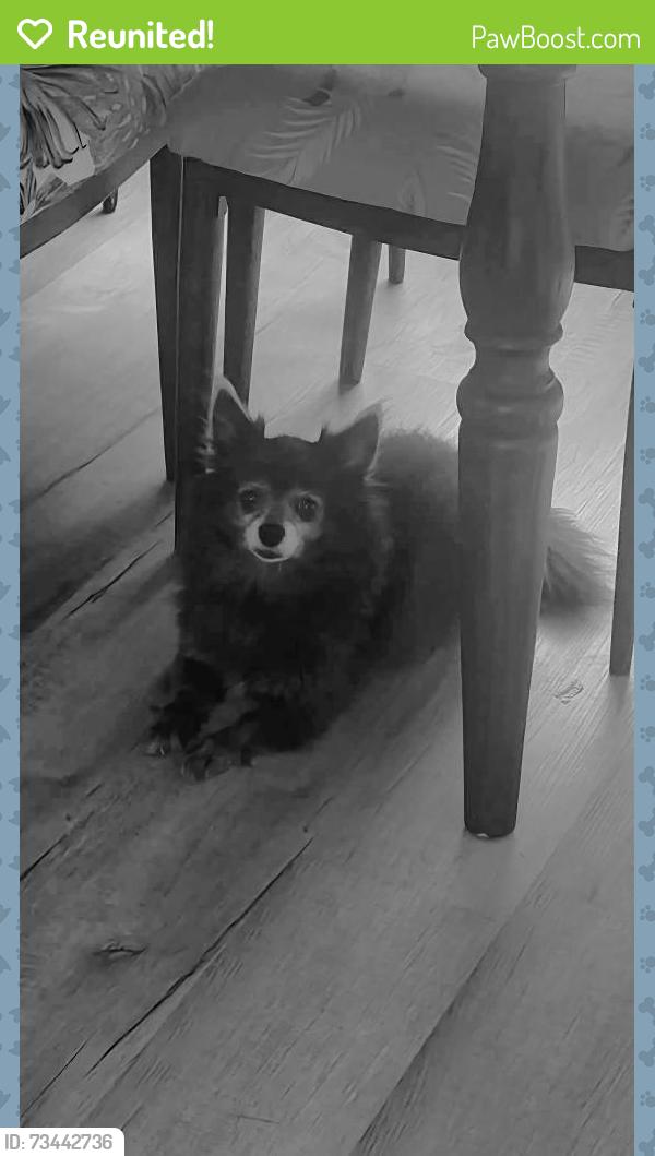 Reunited Female Dog last seen Cross Valley Rd Surgoinsville, Carter's Valley Rd Surgoinsville, Surgoinsville, TN 37873
