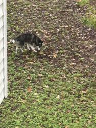 Found/Stray Unknown Dog last seen Beattie, Syracuse, NY 13224