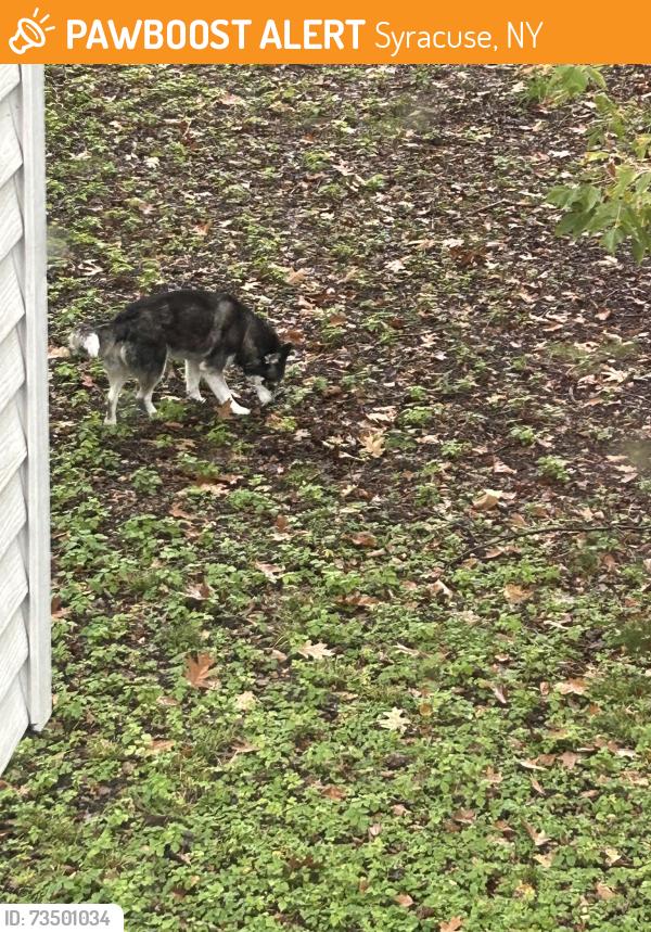 Found/Stray Unknown Dog last seen Beattie, Syracuse, NY 13224