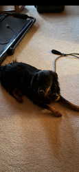 Found/Stray Unknown Dog last seen Rio grande and Camino Ranchitos ne, North Valley, NM 87114