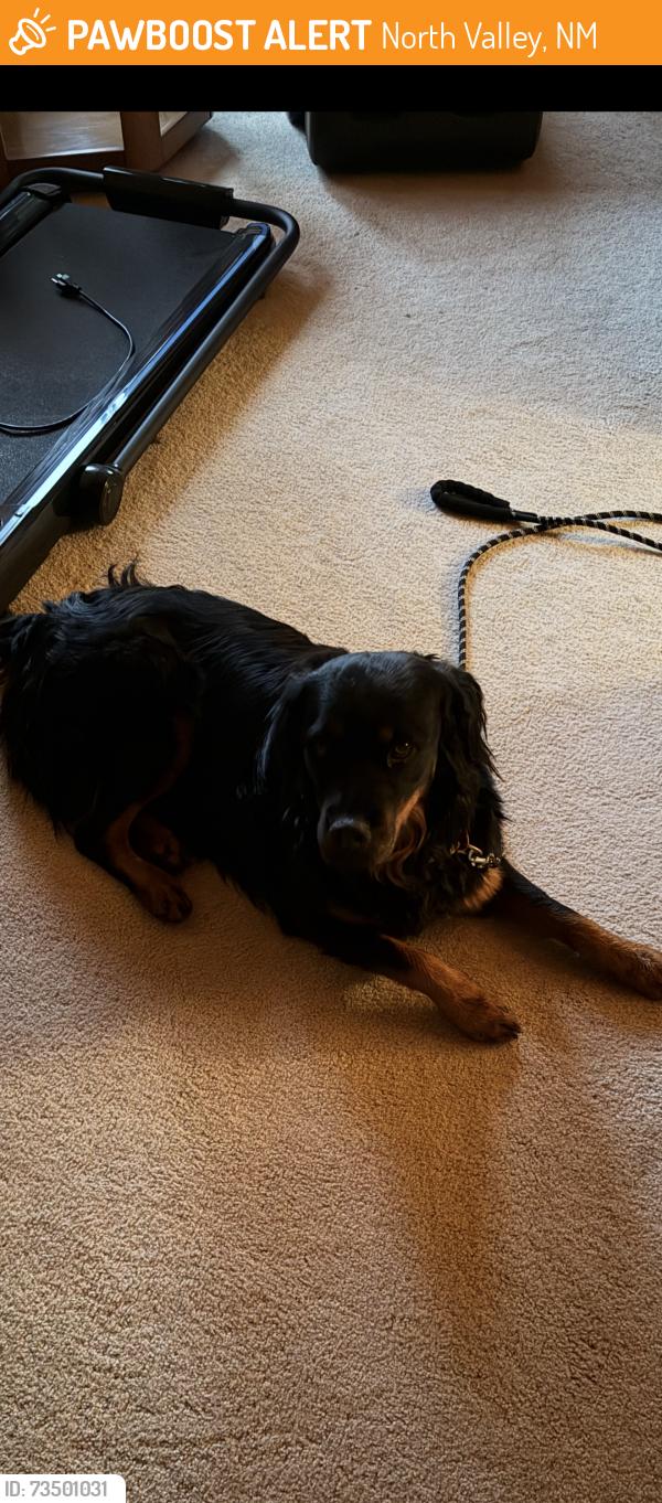 Found/Stray Unknown Dog last seen Rio grande and Camino Ranchitos ne, North Valley, NM 87114