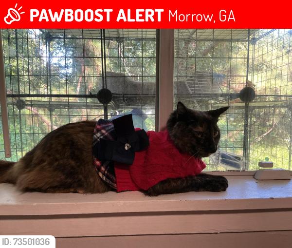 Lost Female Cat last seen Maddox rd morrow, Morrow, GA 30260