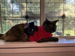Lost Female Cat last seen Maddox rd morrow, Morrow, GA 30260