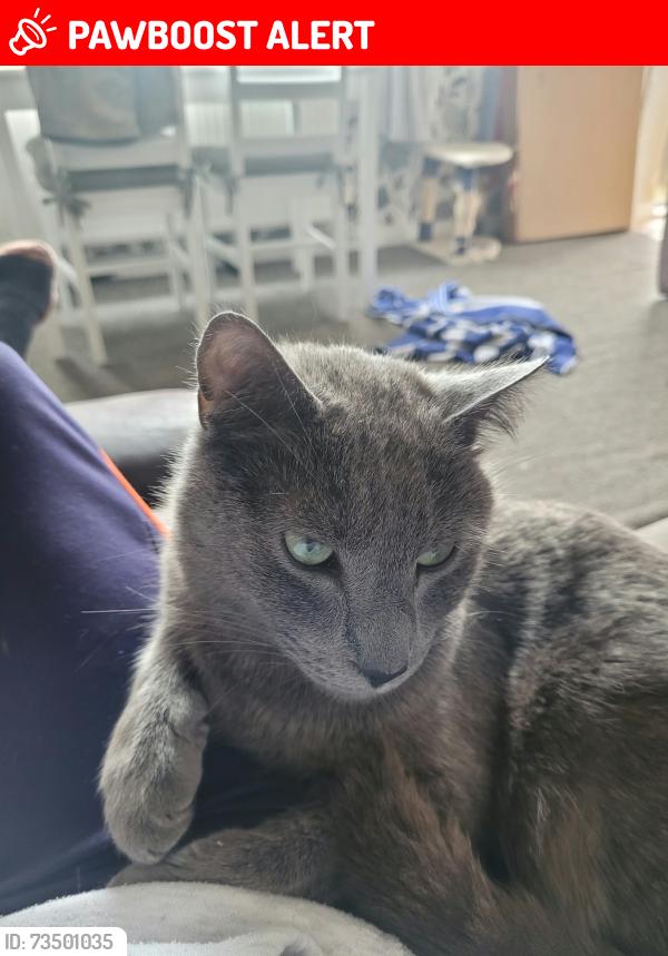 Lost Male Cat last seen Ibstock, Leicestershire, England LE67 6JA