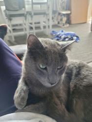 Lost Male Cat last seen Ibstock, Leicestershire, England LE67 6JA