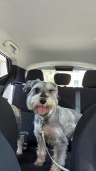 Reunited Male Dog last seen Perkins Middle School, Brownsville, TX 78521