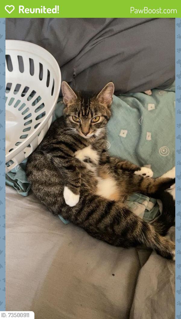 Reunited Female Cat last seen Handsworth park, Handsworth, England B20 3TX
