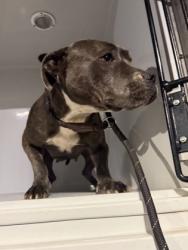 Shelter Stray Female Dog last seen Near BIRLING DR, South Fulton, GA, 1251 Fulton Industrial Blvd NW, Atlanta, GA 30336, USA