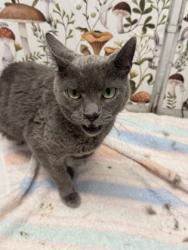 Shelter Stray Female Cat last seen Near Talbot Rd, 21216, MD, 2490 Giles Rd, Baltimore, MD 21225, USA