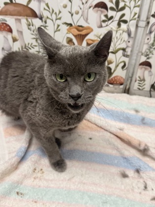 Shelter Stray Female Cat last seen Near Talbot Rd, 21216, MD, 2490 Giles Rd, Baltimore, MD 21225, USA