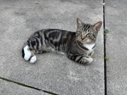 Found/Stray Male Cat last seen West grand blvd and Michigan ave, Detroit, MI 48210