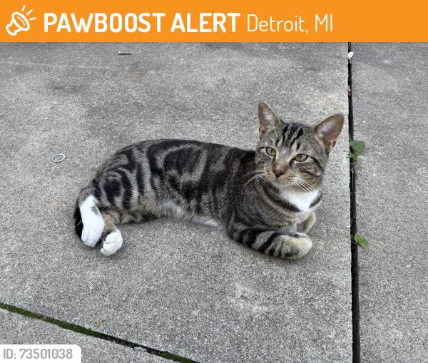 Found/Stray Male Cat last seen West grand blvd and Michigan ave, Detroit, MI 48210