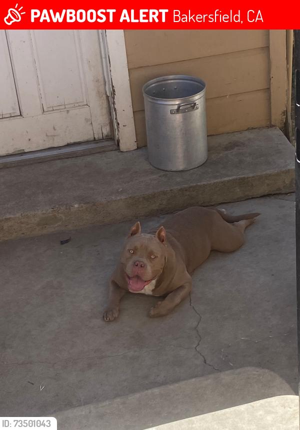 Lost Male Dog last seen Near hood dr oildale ca, Bakersfield, CA 93308
