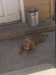 Lost Male Dog last seen Near hood dr oildale ca, Bakersfield, CA 93308