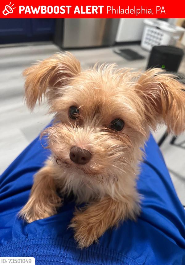Lost Male Dog last seen Tioga street, Philadelphia, PA 19134