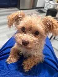 Lost Male Dog last seen Tioga street, Philadelphia, PA 19134