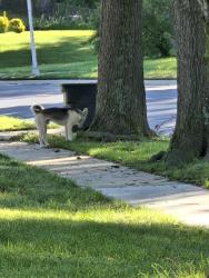 Found/Stray Male Dog last seen Millstream and Moylan, Bowie, MD 20715