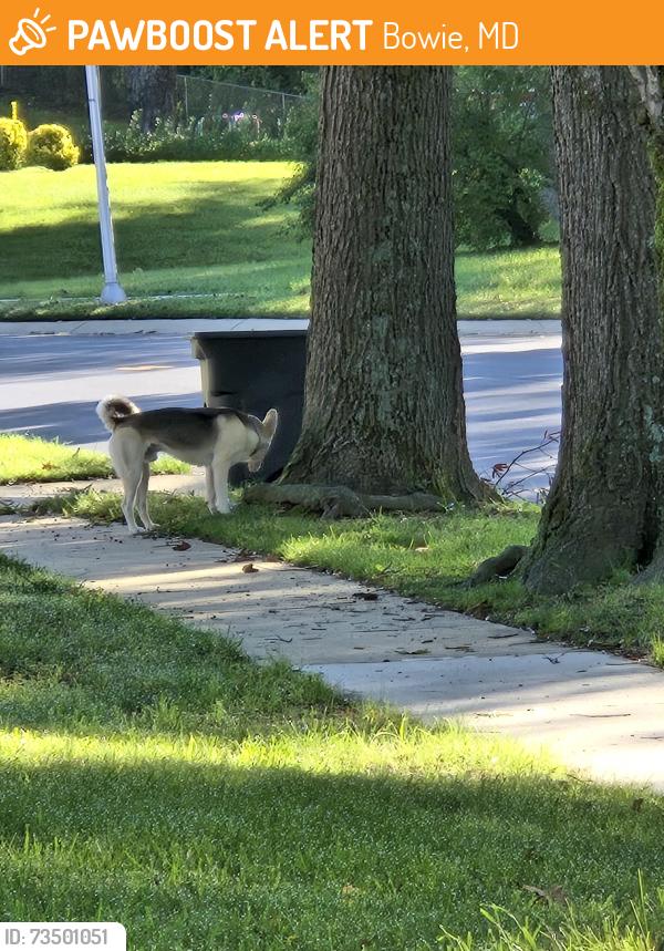 Found/Stray Male Dog last seen Millstream and Moylan, Bowie, MD 20715