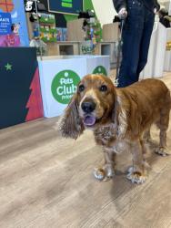 Found/Stray Female Dog last seen Near the primary school / hses, Fallowfield, England 