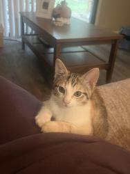 Reunited Female Cat last seen Downtown Simpsonville, Simpsonville, SC 29681