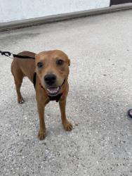 Found/Stray Male Dog last seen Blackstone Trails Rd and Atascosita Rd, Humble, TX 77347