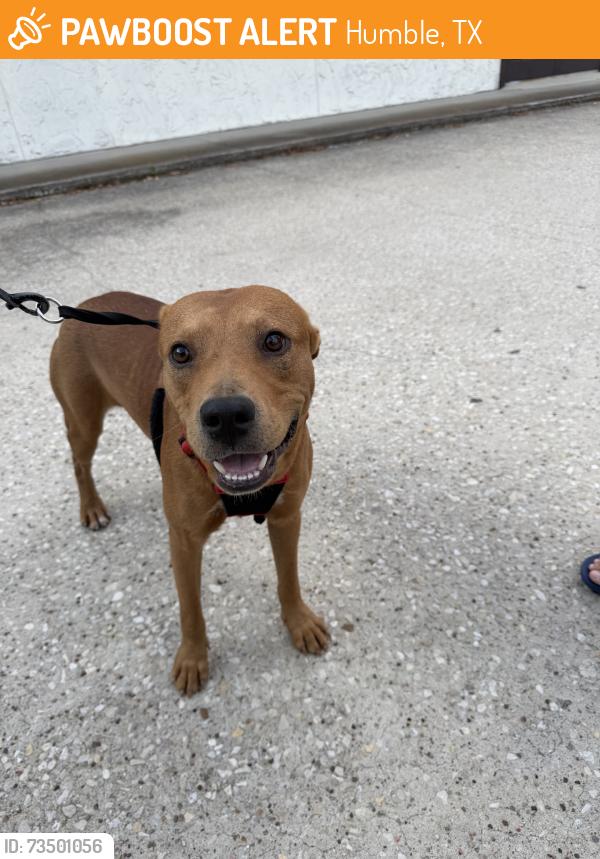 Found/Stray Male Dog last seen Blackstone Trails Rd and Atascosita Rd, Humble, TX 77347