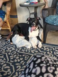 Lost Male Dog last seen N 31st Ave and Hearn, Phoenix, AZ 85053