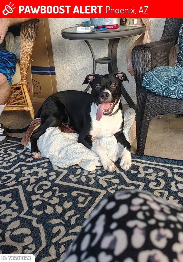 Lost Male Dog last seen N 31st Ave and Hearn, Phoenix, AZ 85053