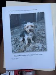 Lost Male Dog last seen Washington/Claude Highway, Amarillo, TX 79118
