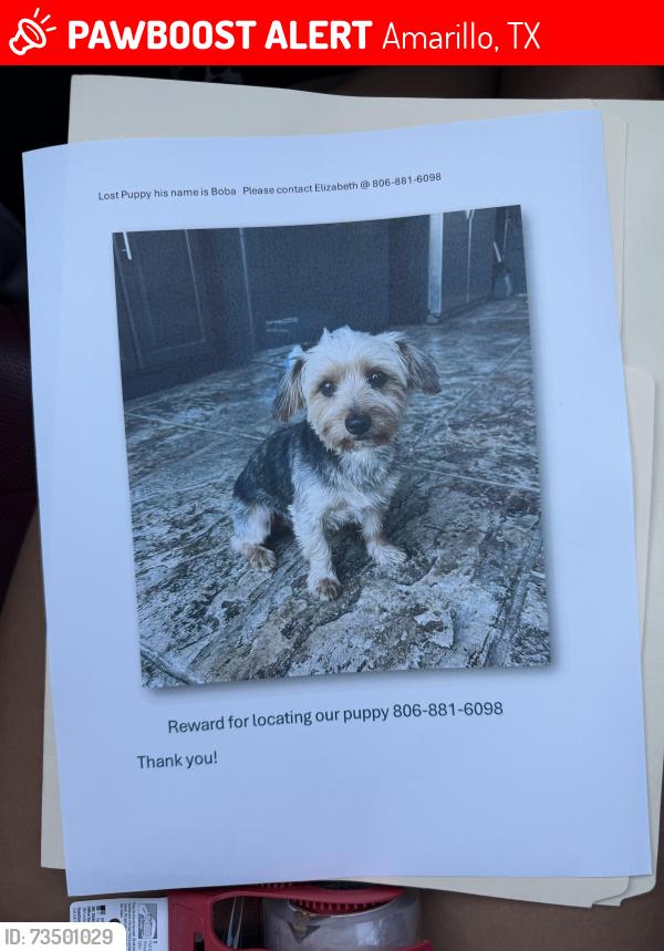Lost Male Dog last seen Washington/Claude Highway, Amarillo, TX 79118