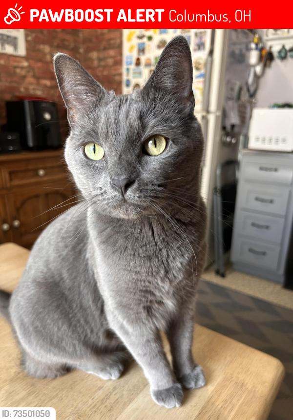 Lost Male Cat last seen Amesbury and Rodney Road columbus ohio, Columbus, OH 43227