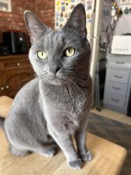 Lost Male Cat last seen Amesbury and Rodney Road columbus ohio, Columbus, OH 43227